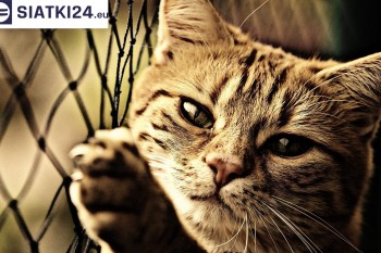Siatki Międzychód - Siatki na balkony - zabezpieczenie dzieci i zwierząt dla terenów Międzychodu